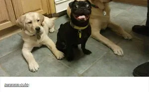 109 Dog Posts On Tumblr That Are Impossible To Get Through Without Smiling