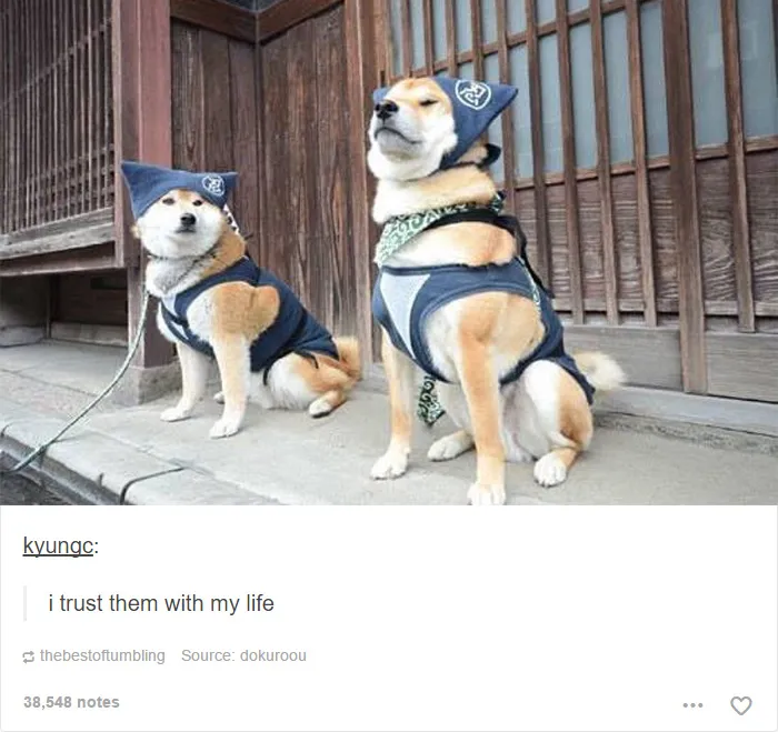 109 Dog Posts On Tumblr That Are Impossible To Get Through Without Smiling