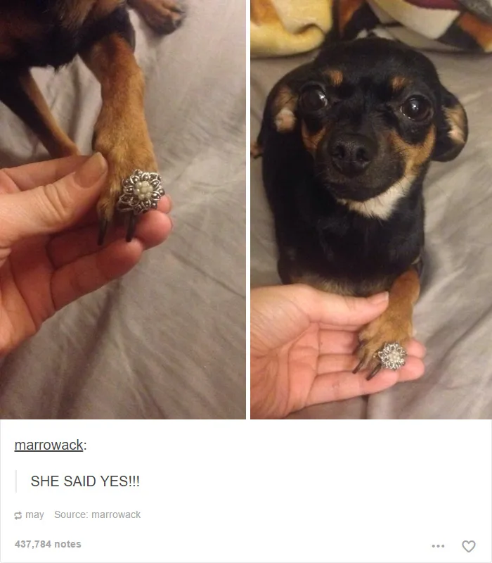 109 Dog Posts On Tumblr That Are Impossible To Get Through Without Smiling