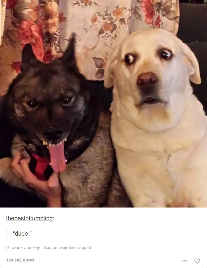 109 Dog Posts On Tumblr That Are Impossible To Get Through Without Smiling