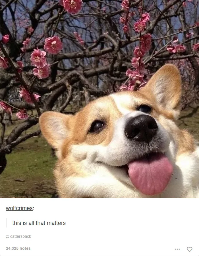 109 Dog Posts On Tumblr That Are Impossible To Get Through Without Smiling