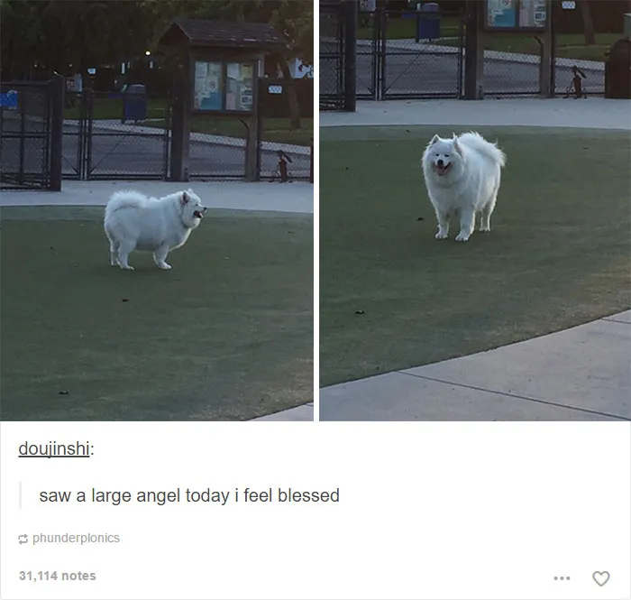 109 Dog Posts On Tumblr That Are Impossible To Get Through Without Smiling