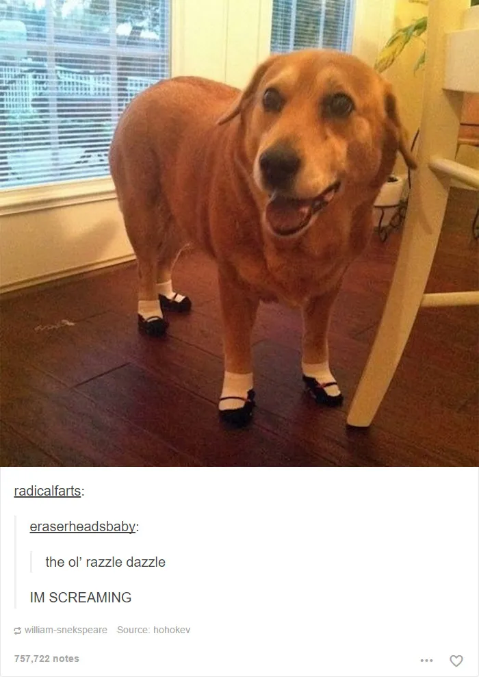 109 Dog Posts On Tumblr That Are Impossible To Get Through Without Smiling