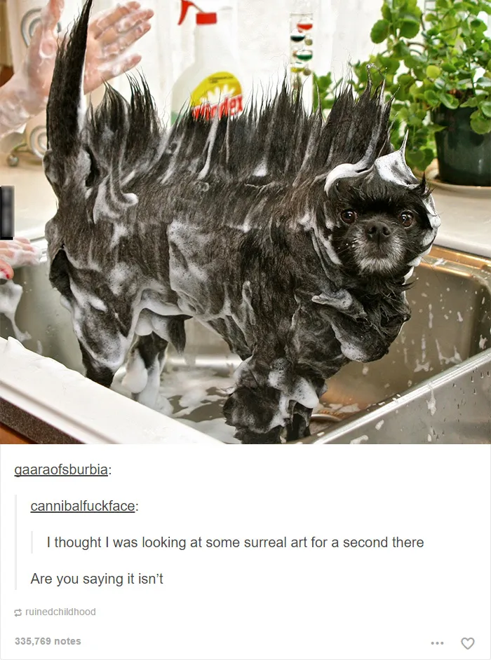 109 Dog Posts On Tumblr That Are Impossible To Get Through Without Smiling