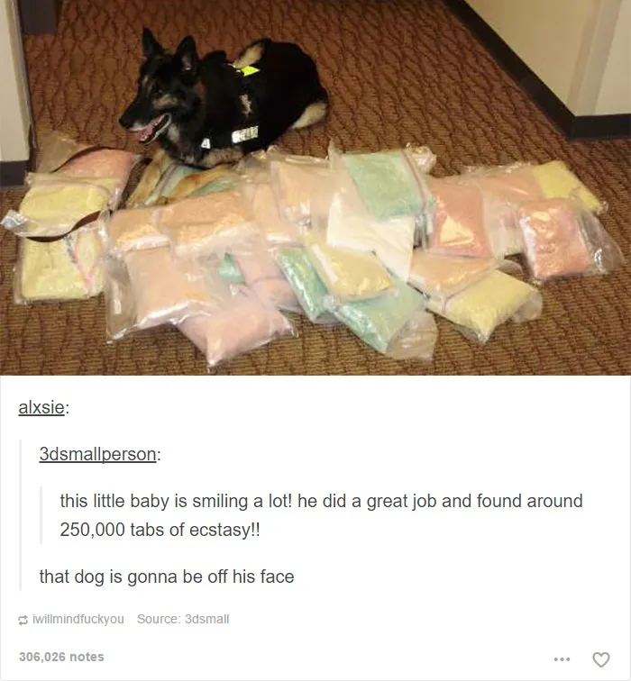 109 Dog Posts On Tumblr That Are Impossible To Get Through Without Smiling