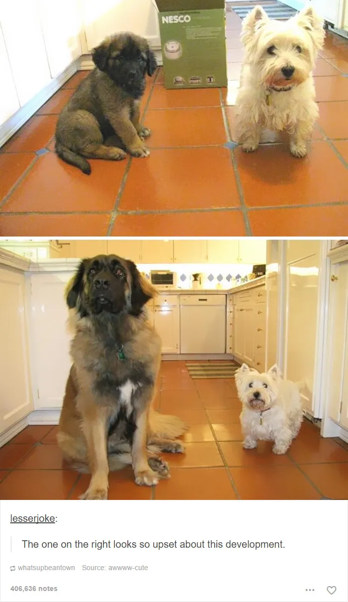 109 Dog Posts On Tumblr That Are Impossible To Get Through Without Smiling