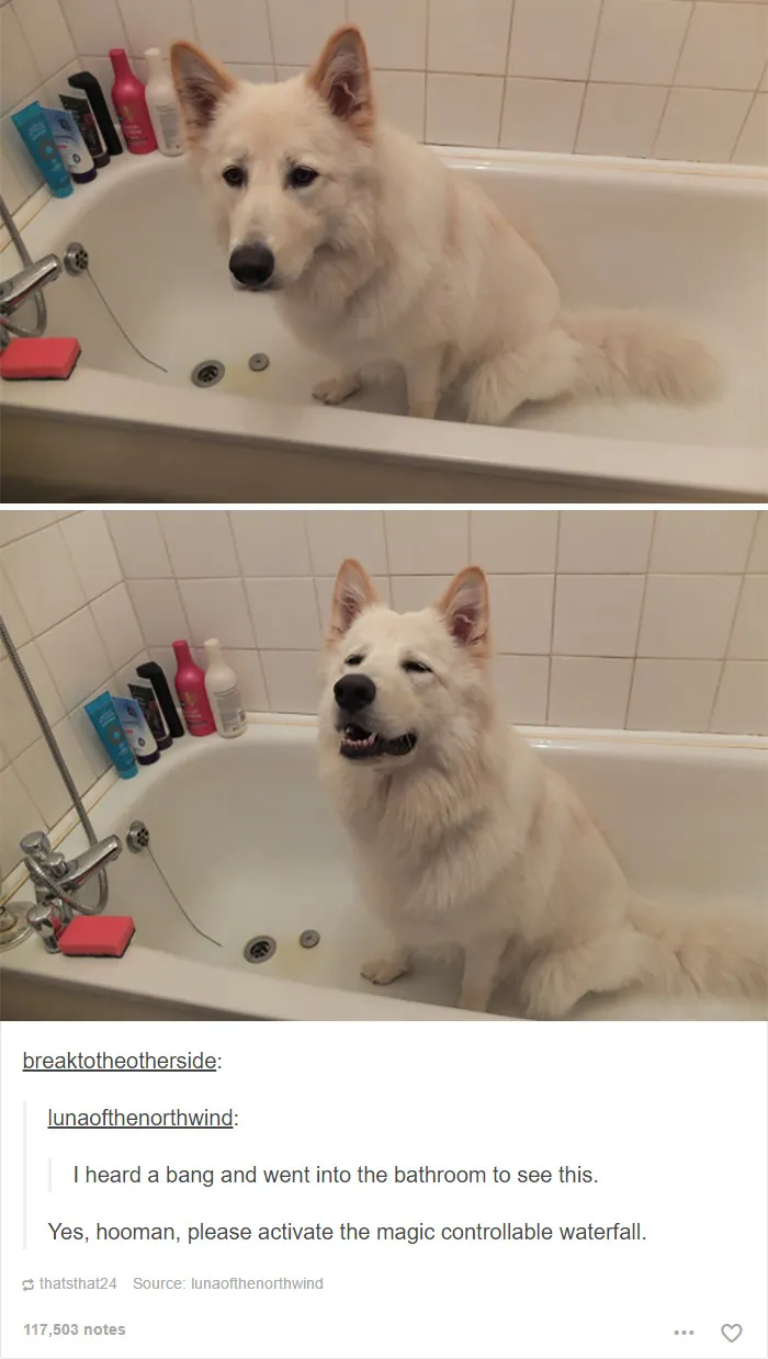 109 Dog Posts On Tumblr That Are Impossible To Get Through Without Smiling