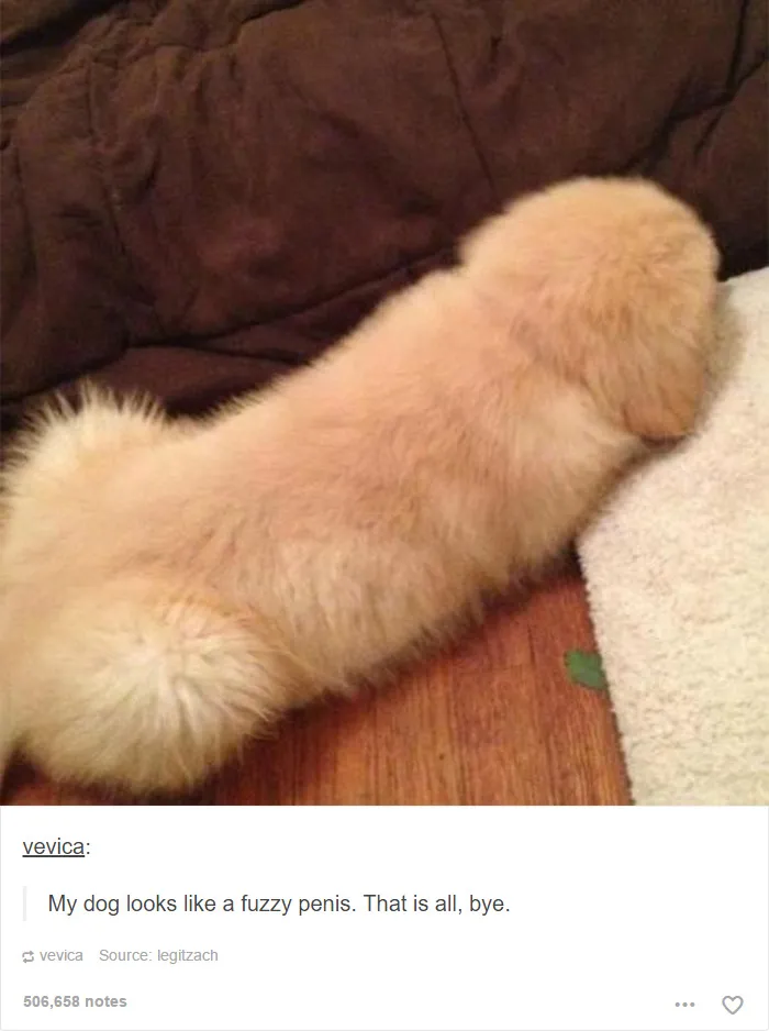109 Dog Posts On Tumblr That Are Impossible To Get Through Without Smiling