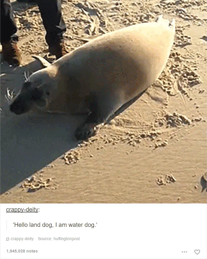 109 Dog Posts On Tumblr That Are Impossible To Get Through Without Smiling