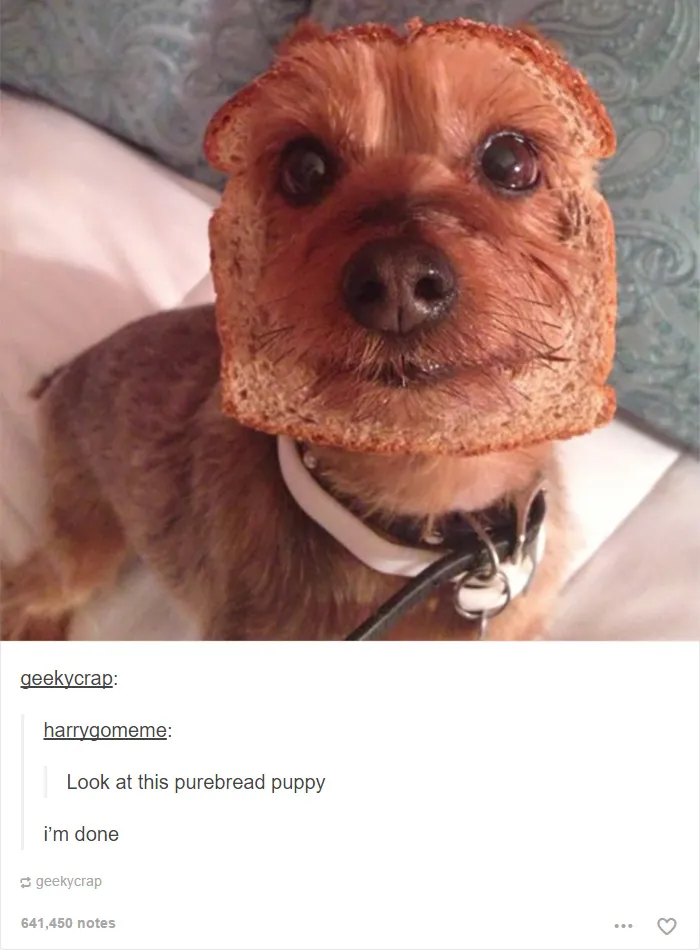 109 Dog Posts On Tumblr That Are Impossible To Get Through Without Smiling