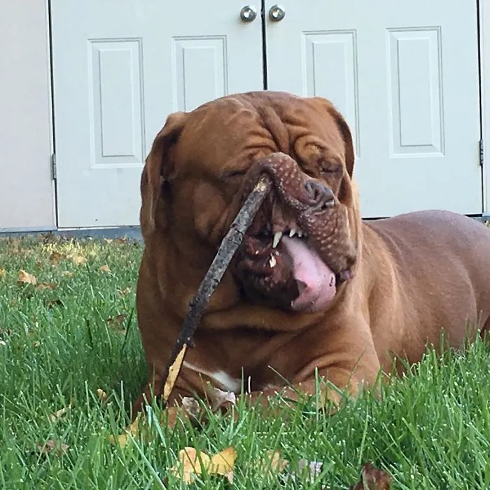 Stick Fetching Gone Wrong