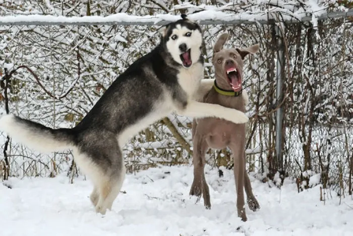 Moon Moon's Equally Derp Cousin