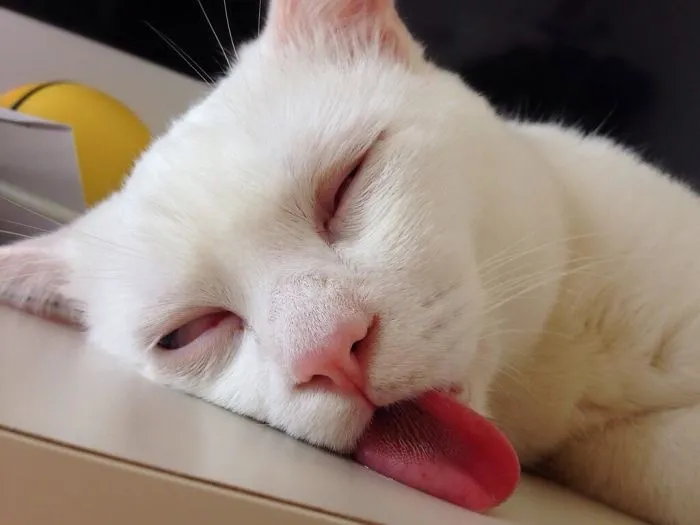 Derpy Cat