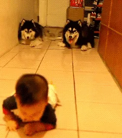 They're Following The Baby's Steps!