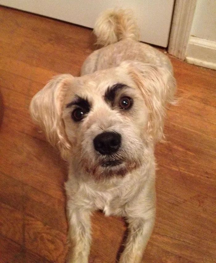 My Friend’s Dog Was Hatefully Staring at Me