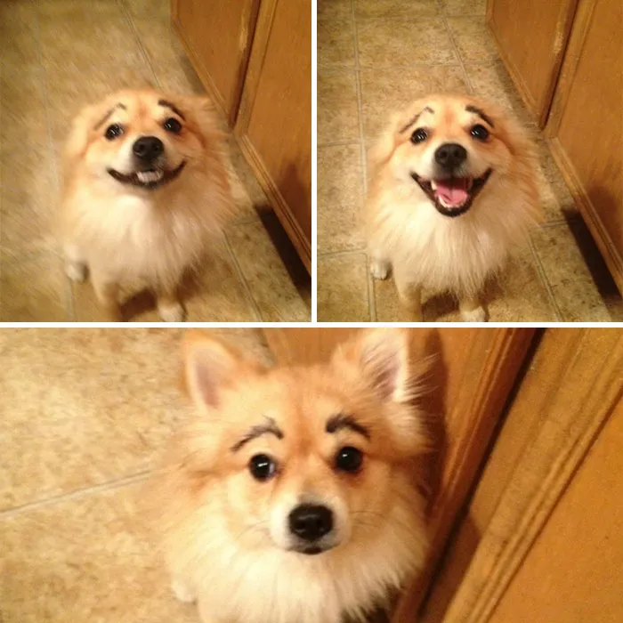 So My Brother Drew Eyebrows on His Dog