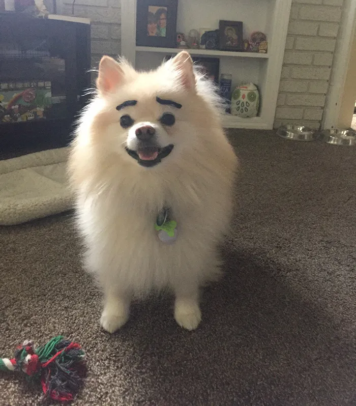 I Found an Old Halloween Mustache So I Gave My Dog Eyebrows