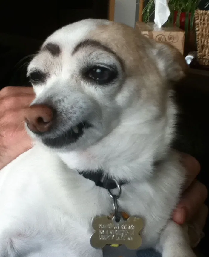 Eyebrows on Dogs Can Be a Total Mood
