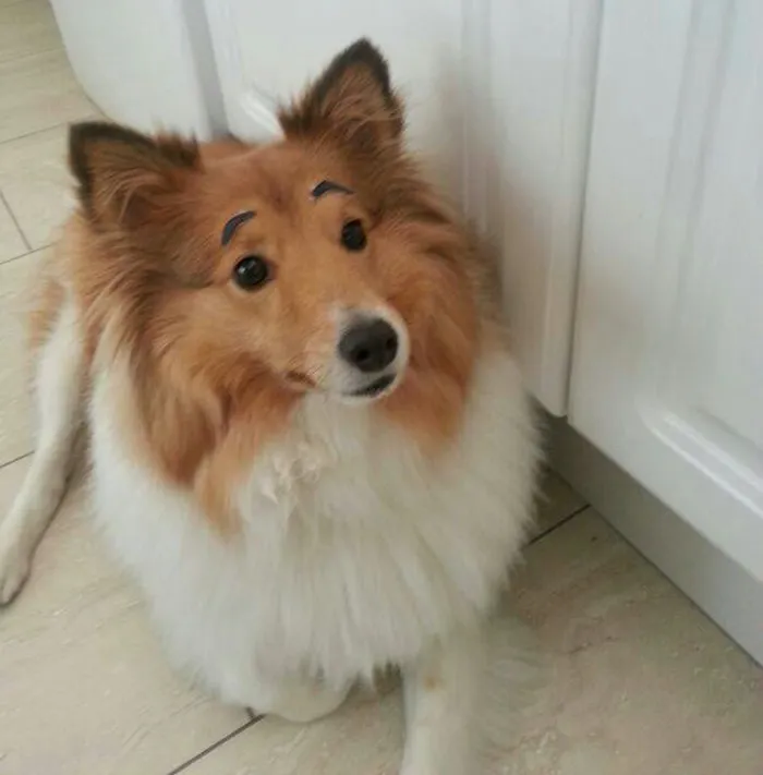 These Eyebrows Onto My Dog Were a Good Decision
