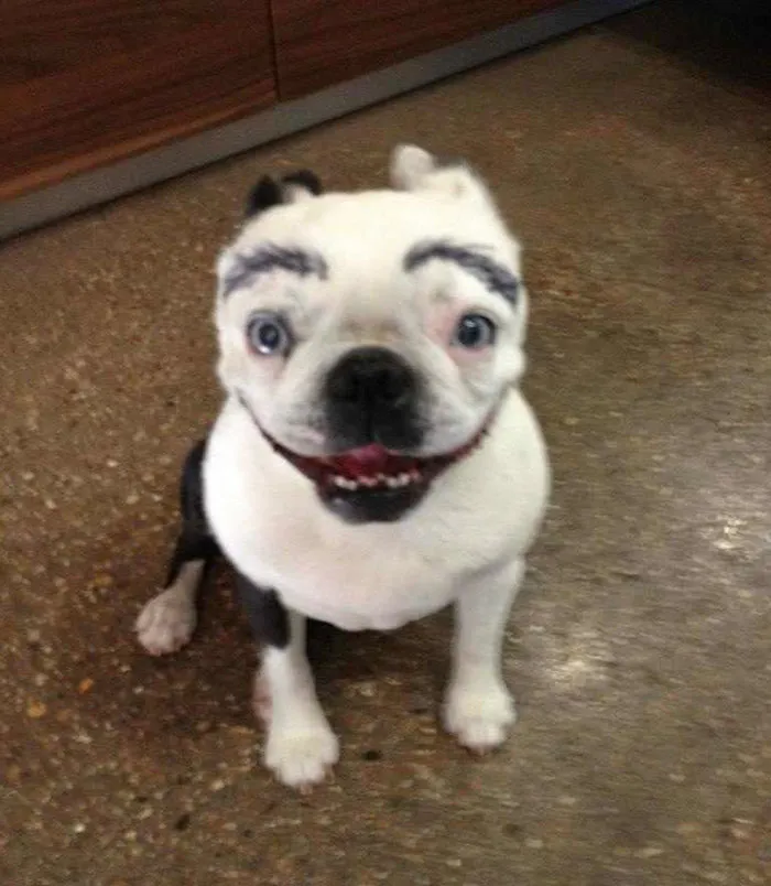 Drawing Eyebrows on Your Dog Makes Everything Funny