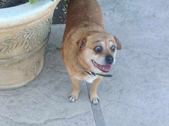 Here’s How I Did My Dog Raising Eyebrows Meme Material