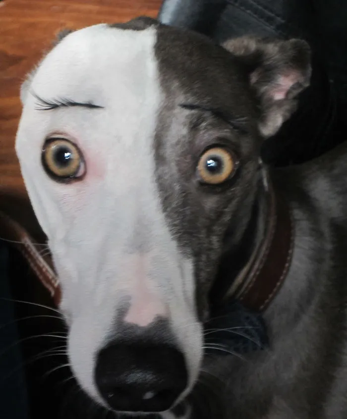 A black and white dog with humorous drawn eyebrows.