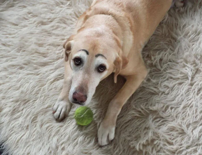 Dog with drawn-on eyebrows lying on a rug, playing with a tennis ball.