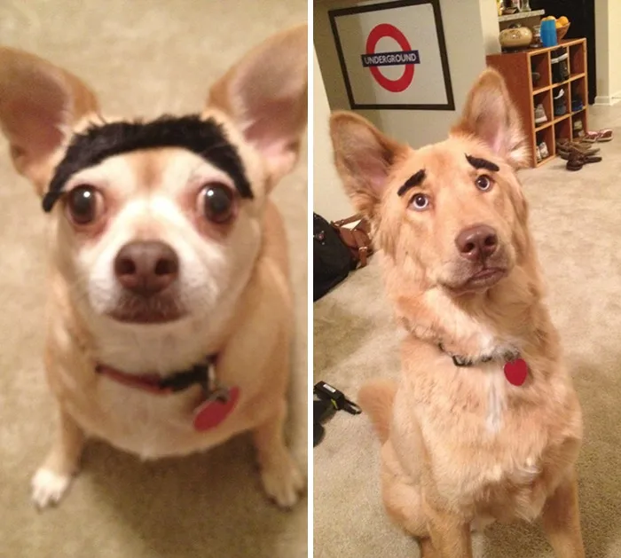 Humans Put Eyebrows on Their Dogs. They Seemed Okay With It