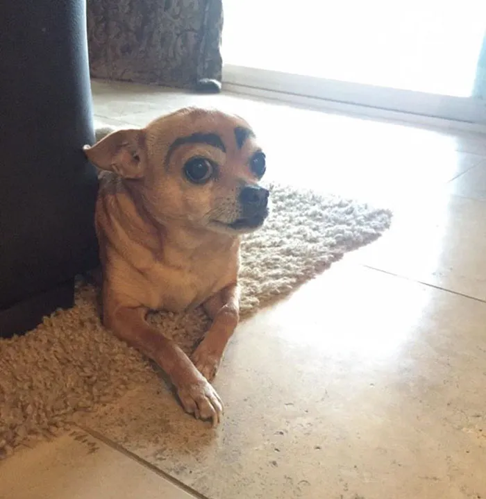  Keep Forgetting That My Dog Has Eyebrows & Then He Looks at Me Like