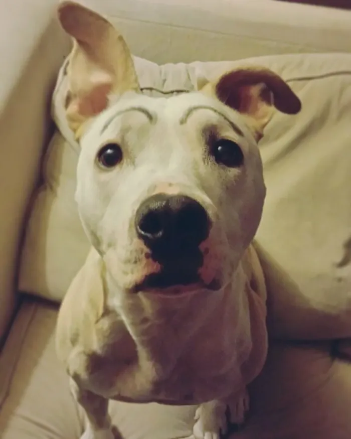 A dog with drawn-on eyebrows, sitting on a couch, giving a funny expression.