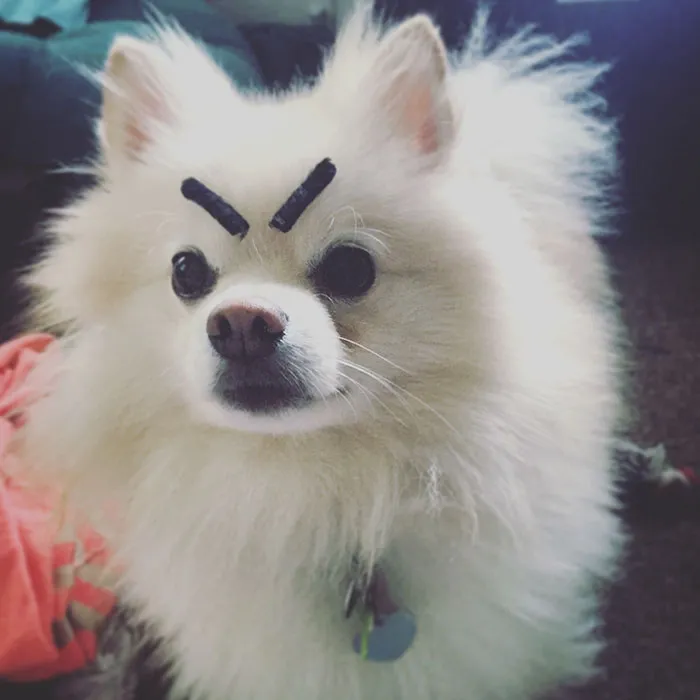 My Dog With Eyebrows is My Favorite Meme