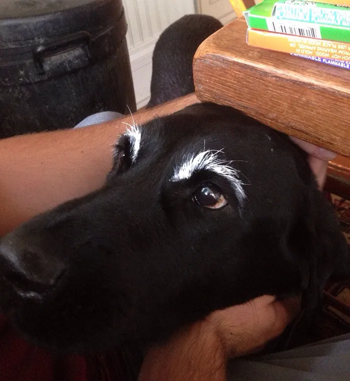 This is My Dog With Eyebrows