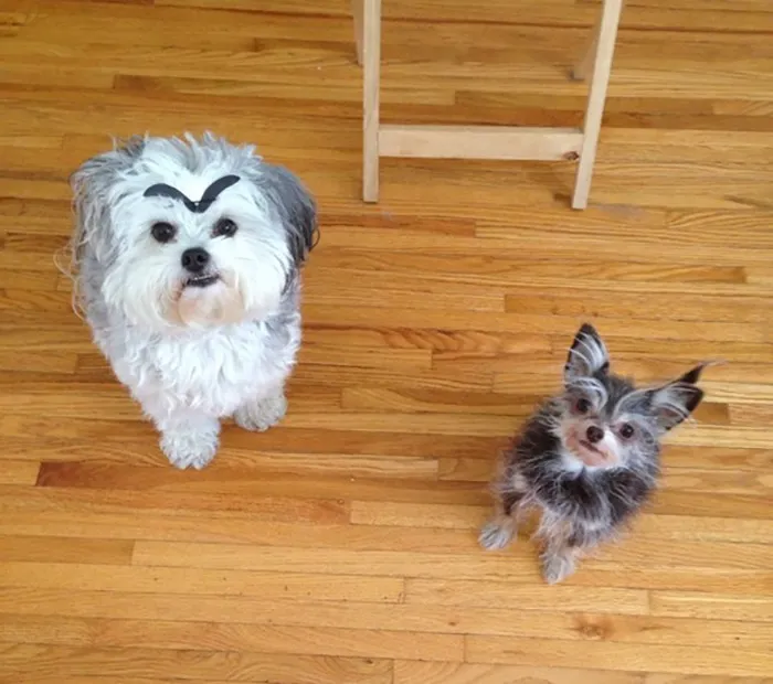 Two small dogs on wooden floor, one with drawn black eyebrows, creating a funny expression.