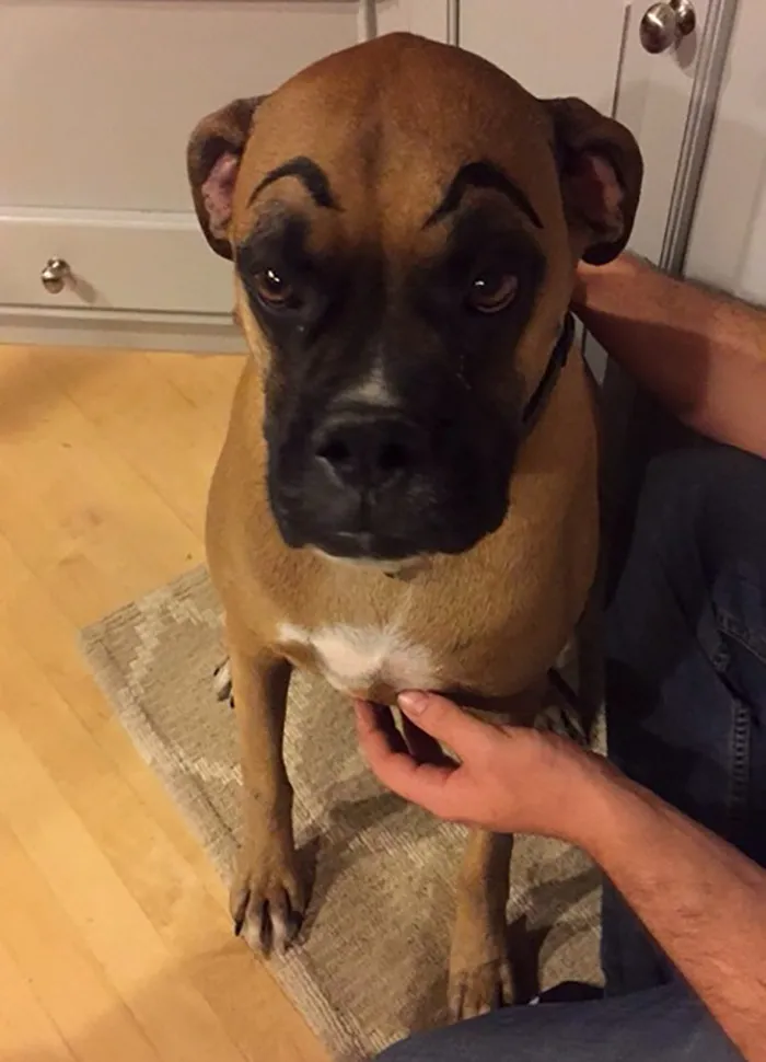 Brown bulldog with drawn eyebrows, sitting on a rug with a person's hand holding its chest, creating a funny expression.
