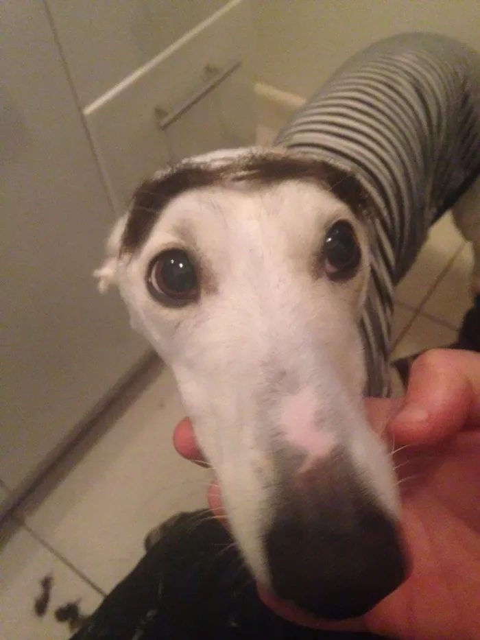 A dog with painted eyebrows wearing a striped sweater, creating a humorous expression.