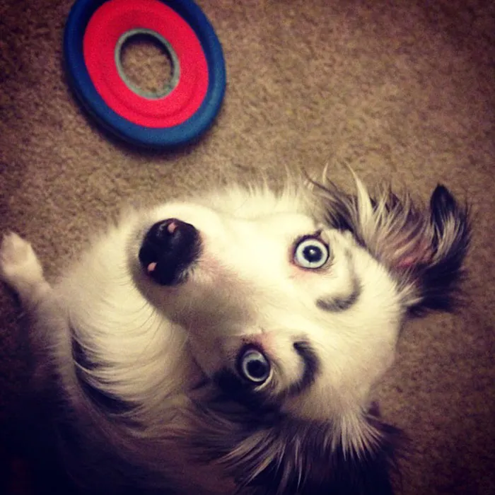Black and white dog with eyebrows, blue eyes, and a colorful toy nearby.
