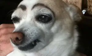 39 Funny Images of Dogs With Eyebrows