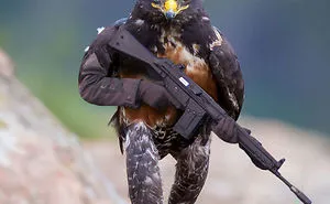 This Badass Hawk Just Sparked The Most Intense Photoshop Battle Ever (95 Pics)