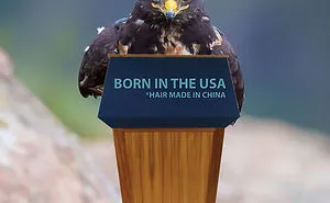 This Badass Hawk Just Sparked The Most Intense Photoshop Battle Ever (95 Pics)