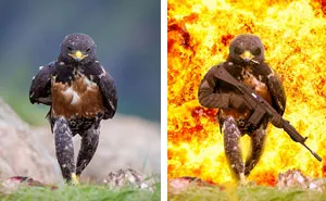This Badass Hawk Just Sparked The Most Intense Photoshop Battle Ever (95 Pics)