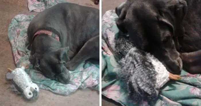 Great Dane Destroyed Every Toy Until He Got A Plush Owl, Now He thinks It's His Pet