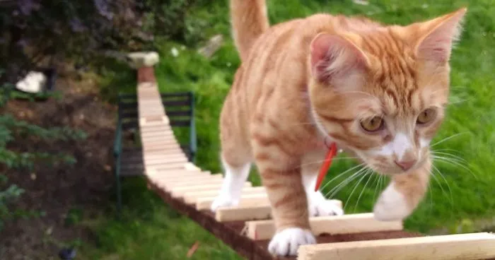 When The Landlord Banned Cat-Flaps, This Genius Guy Built A Ladder For His Cat To Sneak In