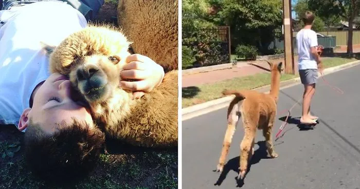 Guy Saves Alpaca From Meat Factory, And Now They're Best Friends!