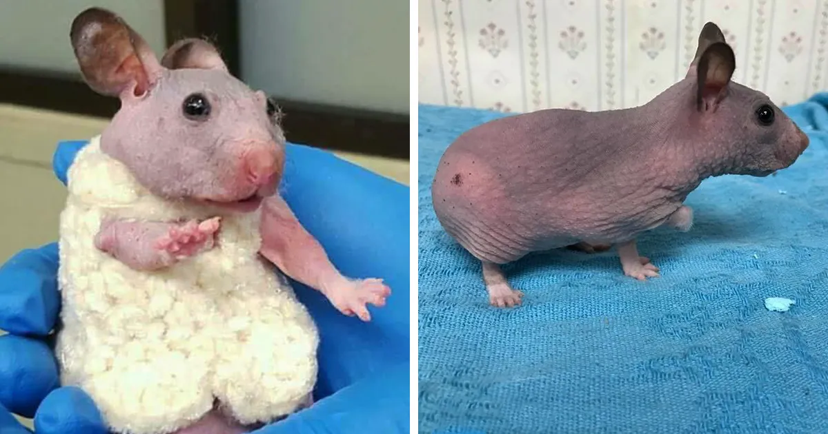 Este hamster sin pelo abandonado recibe un jersey para protegerse del frío