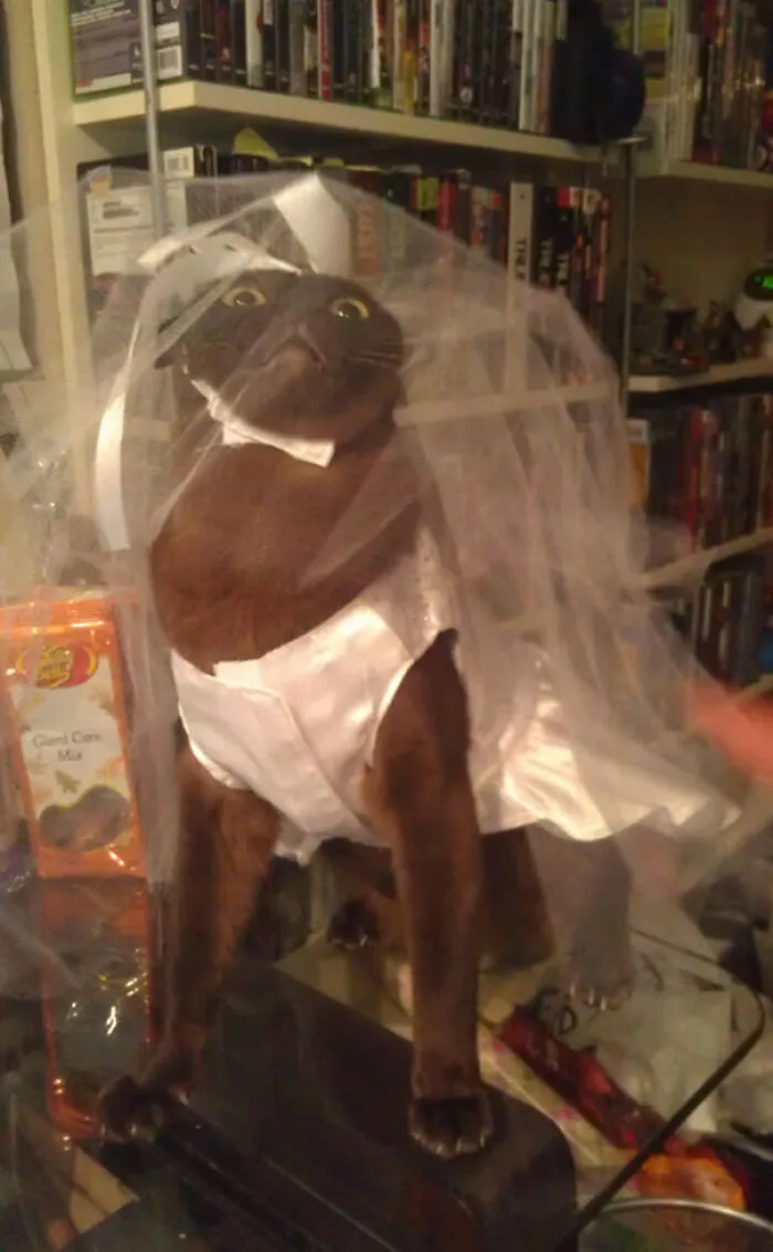Every Halloween, My Cats Suffer At The Hands Of My Mother's Amusement