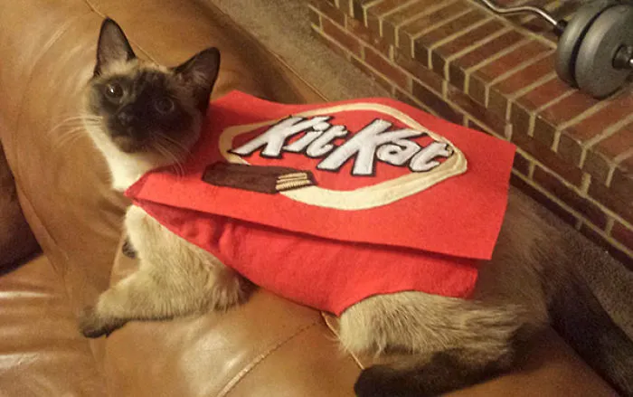 My Girlfriend Homemade This Costume For Miko's First Halloween