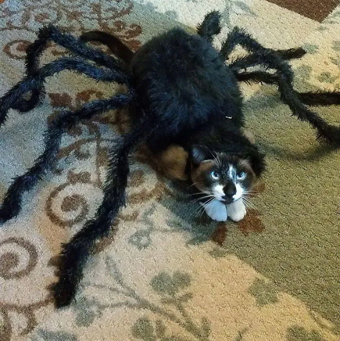 Spider Cat