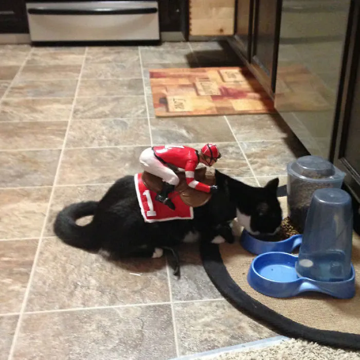 This Is My Cat Minion In His Halloween Costume