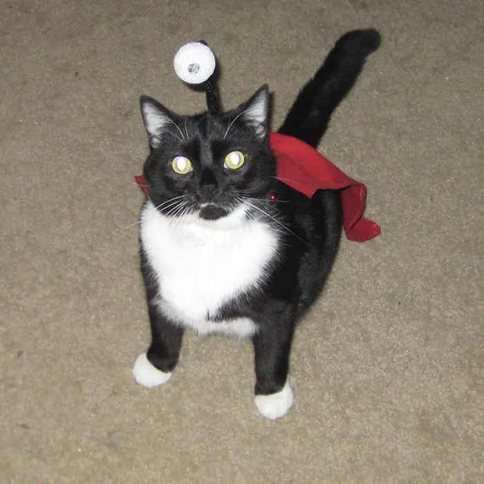 Let The Feast Of A Thousand Hams Begin! - My Cat Stewie Dressed Up As Nibbler From Last Halloween