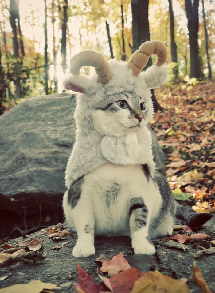 Ram Cat